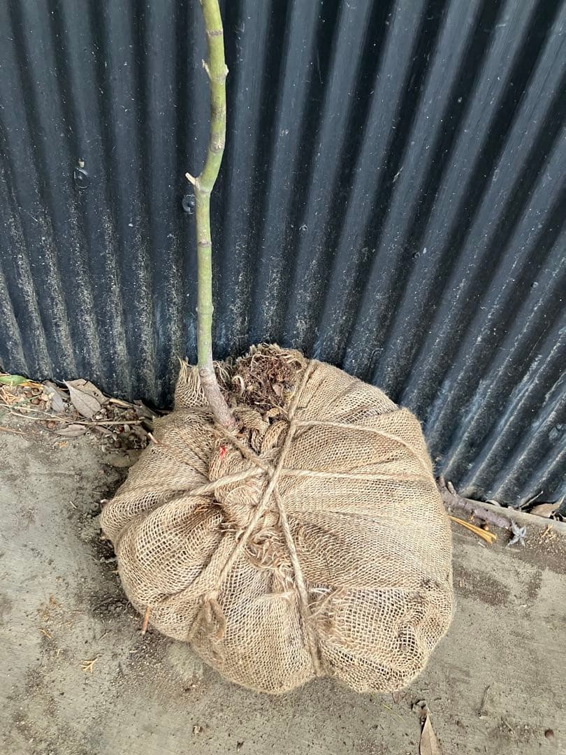 山採り　コハウチワカエデ