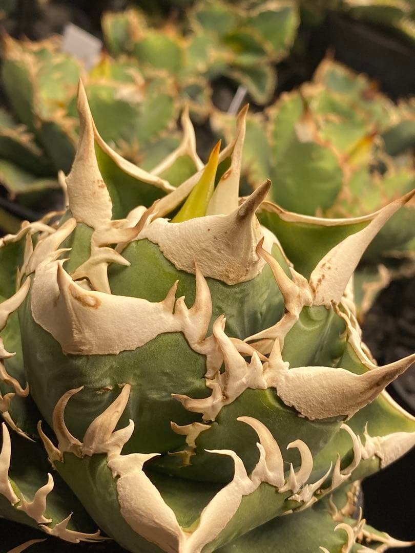 lize 大白鯊　間違い無しのドーベルP血統　子株販売②