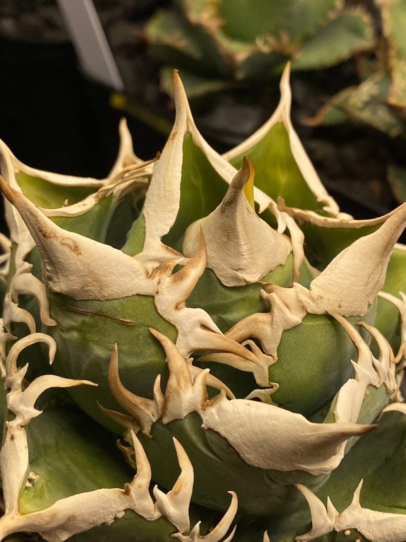 lize 大白鯊　間違い無しのドーベルP血統　子株販売②