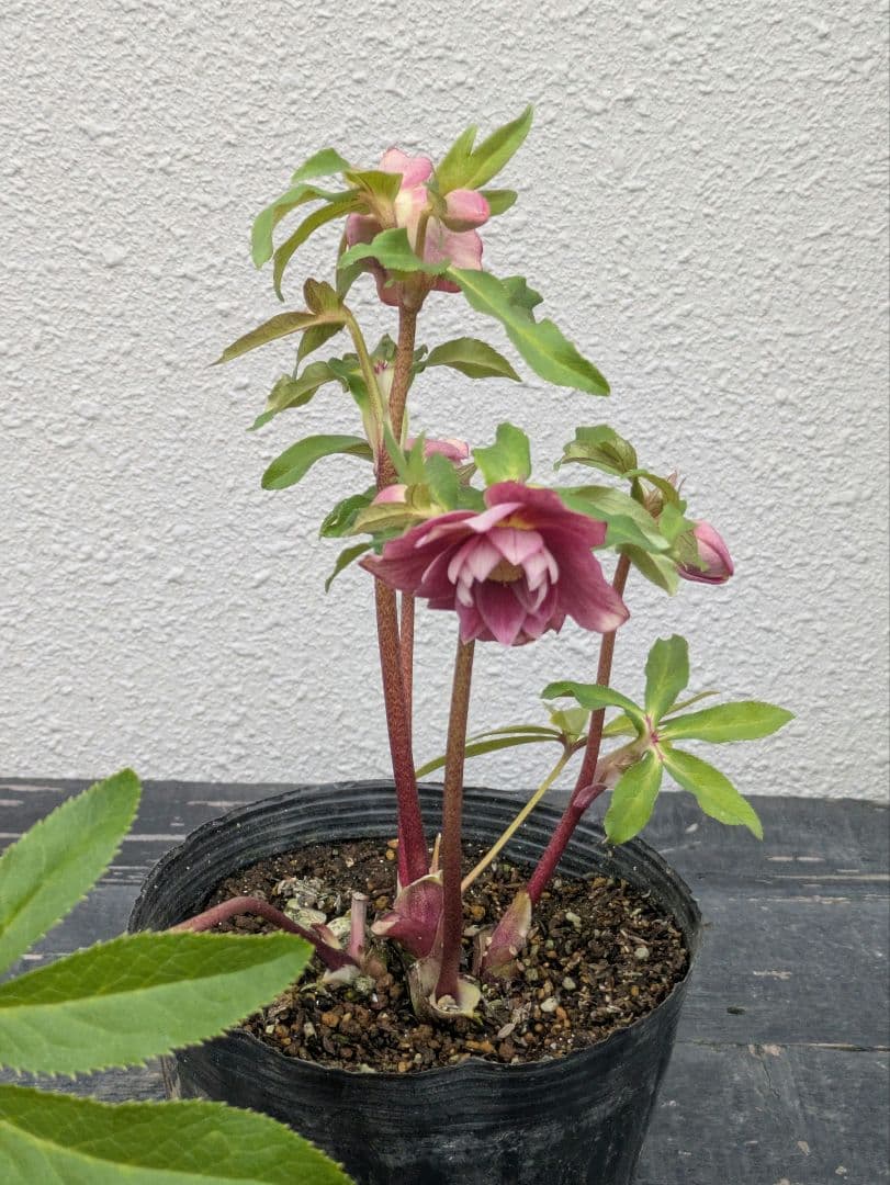 広瀬園芸 クリスマスローズ 【小輪ソレイユ系 リバーシブルdd】