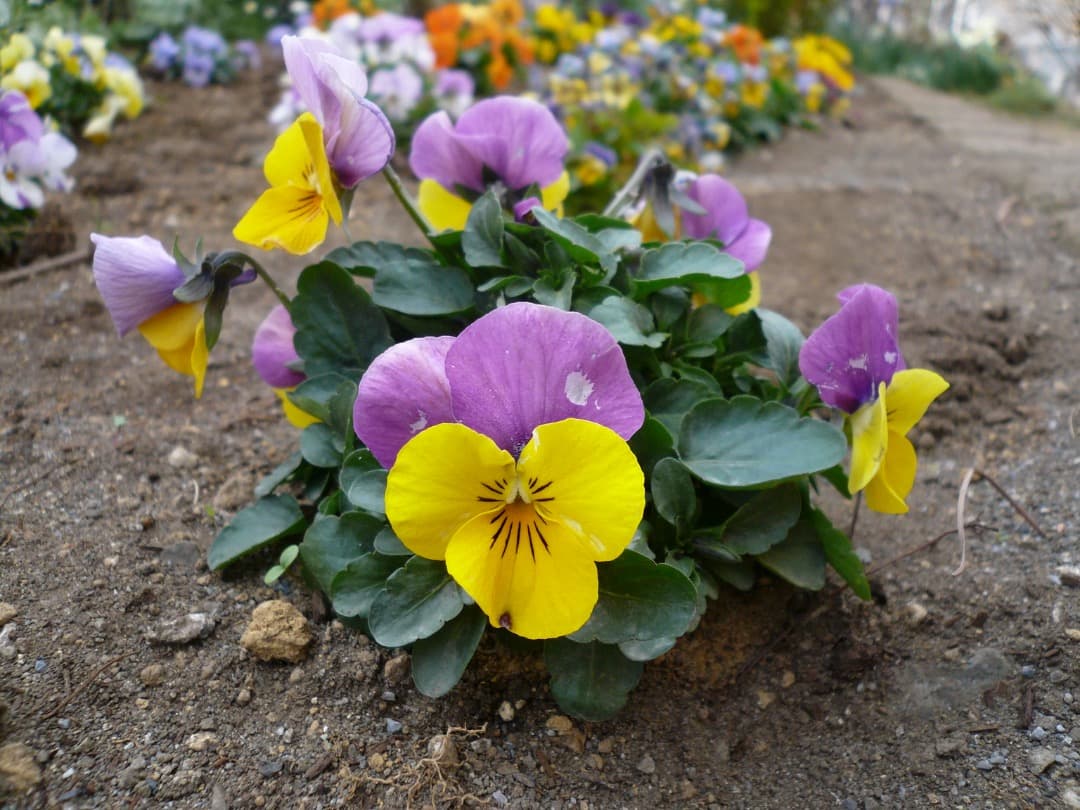 追加有り⭕️【動作確認済】Panasonic LUMIX DMC-FX07