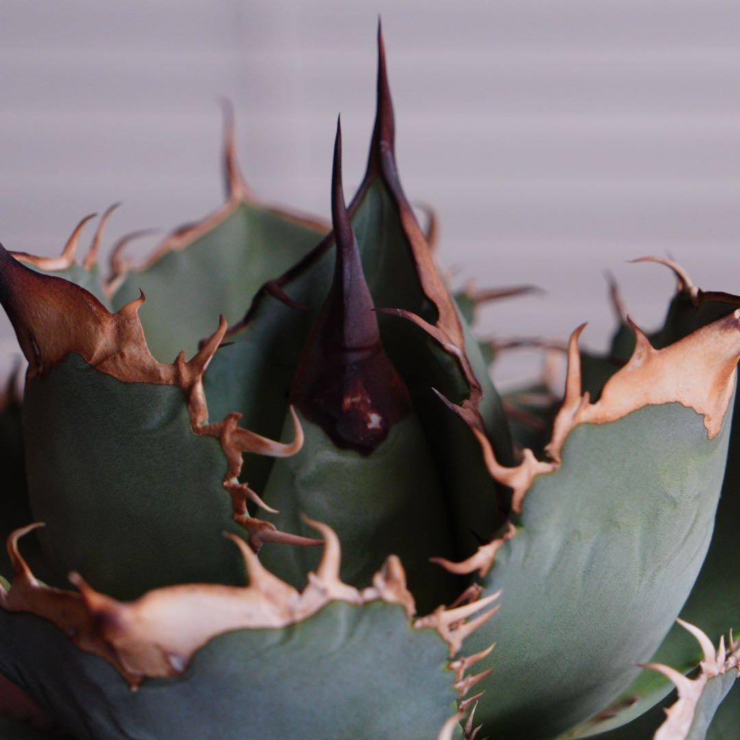 【011】アガベ オテロイ 実生／鉢植え発送