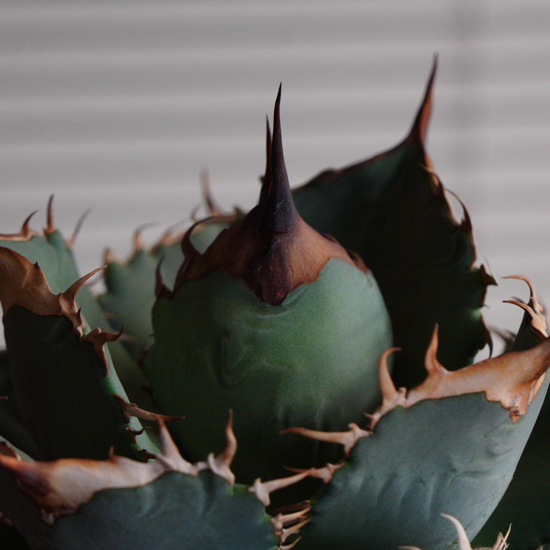 【011】アガベ オテロイ 実生／鉢植え発送