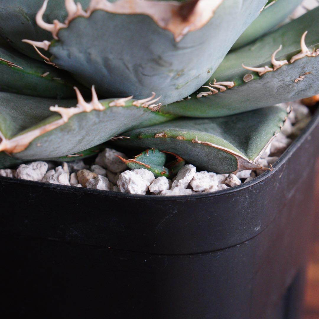 【011】アガベ オテロイ 実生／鉢植え発送