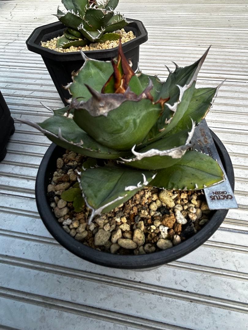 アガベチタノタ　トリケラトプス