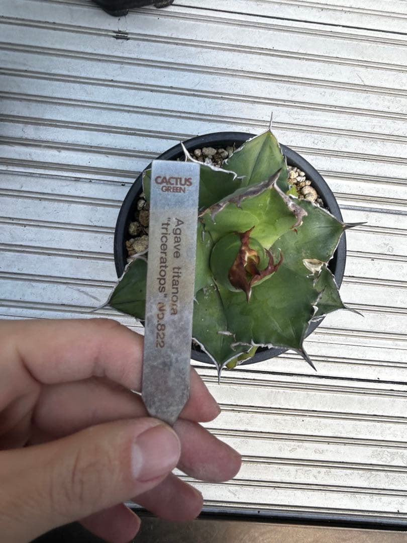 アガベチタノタ　トリケラトプス