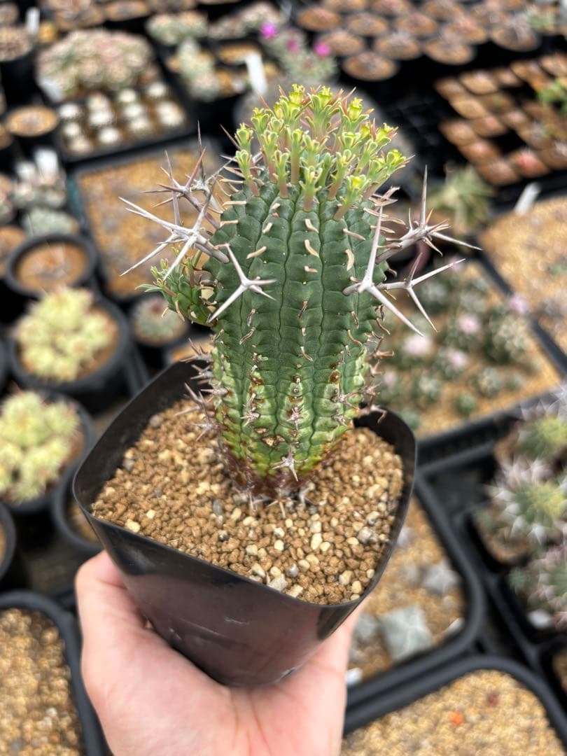 ユーフォルビア　ステリスピナ　群星冠　メス　雌