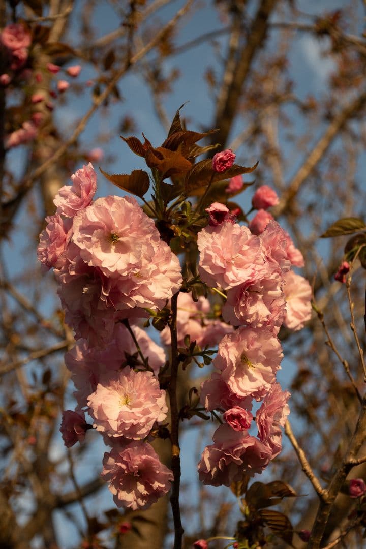 【美品】Nikon 18-140mm f/3.5-5.6G ED VR