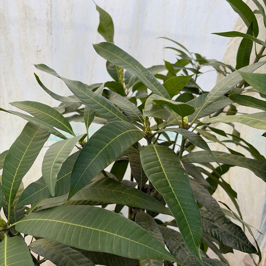 指宿在来の黄色い実のなるマンゴー　10号特大