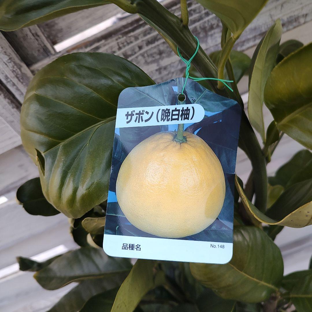 晩白柚 3年生 苗木 ぱんぺいゆ ザボン