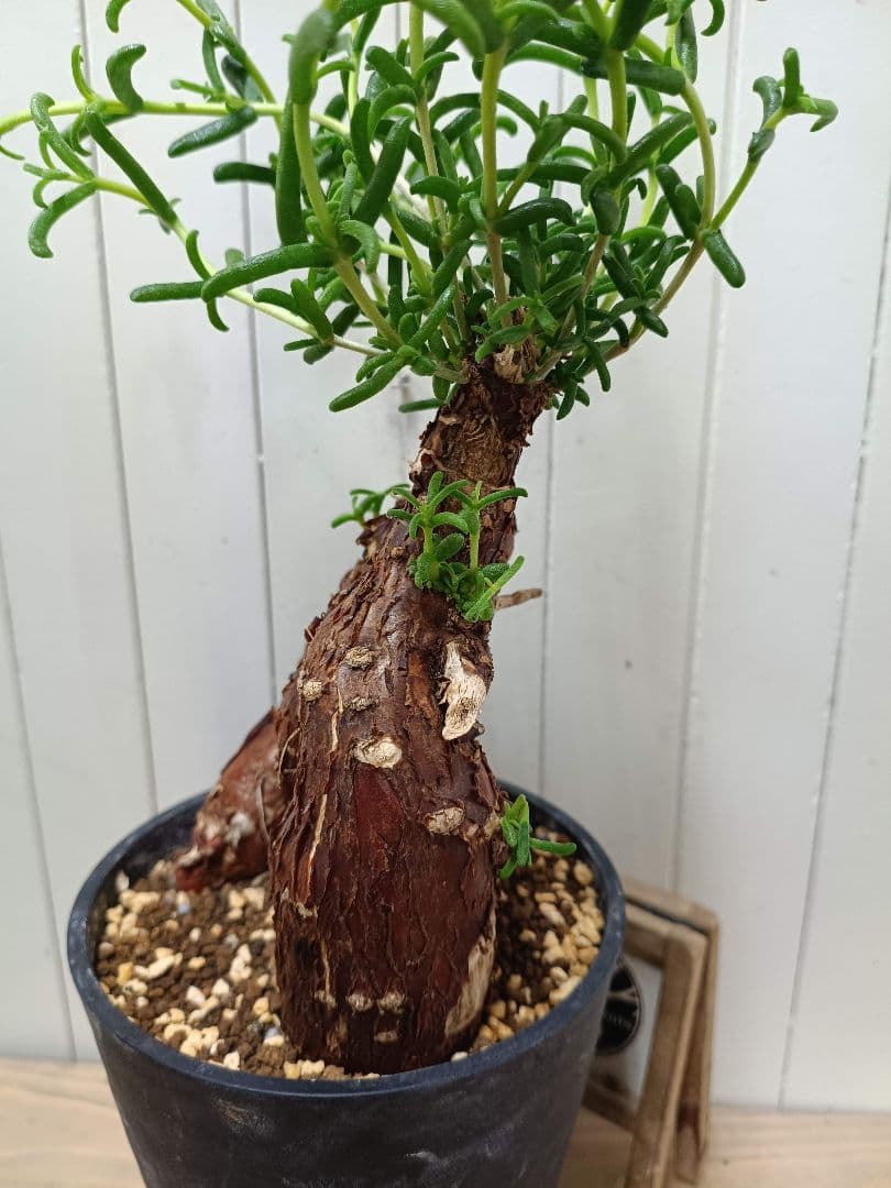 D072 超希少種発根済み 美形多脚！メストクレマ ツベローサム 養生株