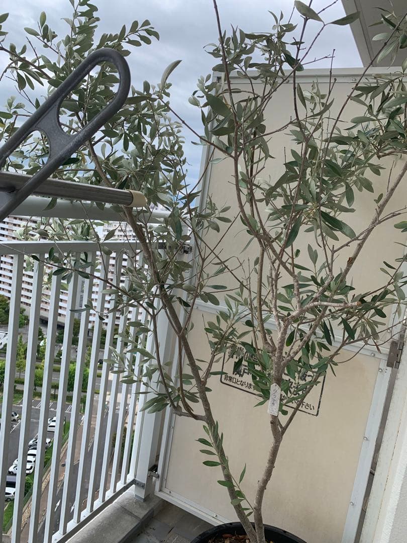 小豆島産オリーブ ジャンボカラマタ