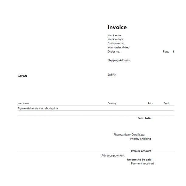 3月入荷 300粒+ アガベ ユタエンシス エボリスピナ 種子 種 証明書あり