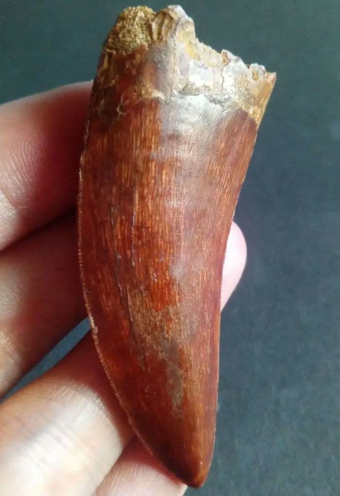 アロサウルス上科　カルカロドントサウルス　特大　歯化石　美麗標本