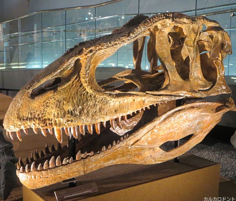 アロサウルス上科　カルカロドントサウルス　特大　歯化石　美麗標本