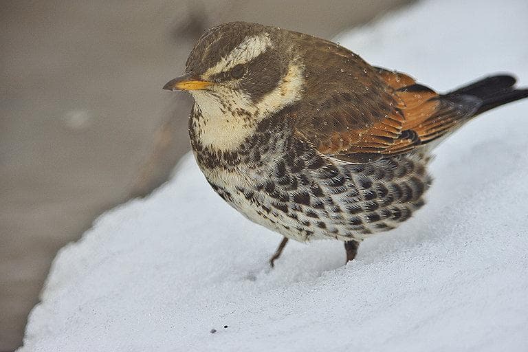 CANON FD500mm F4.5L　EFマウント変換コンバータつき