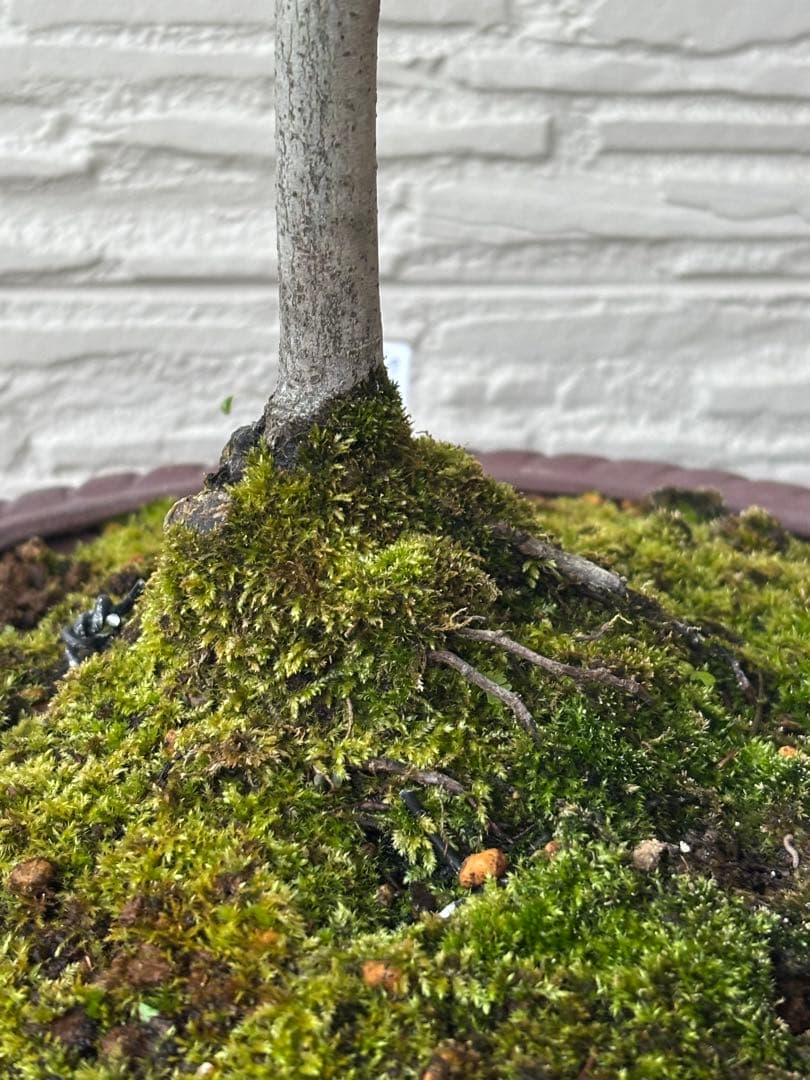 ヤマコウバシ　盆栽