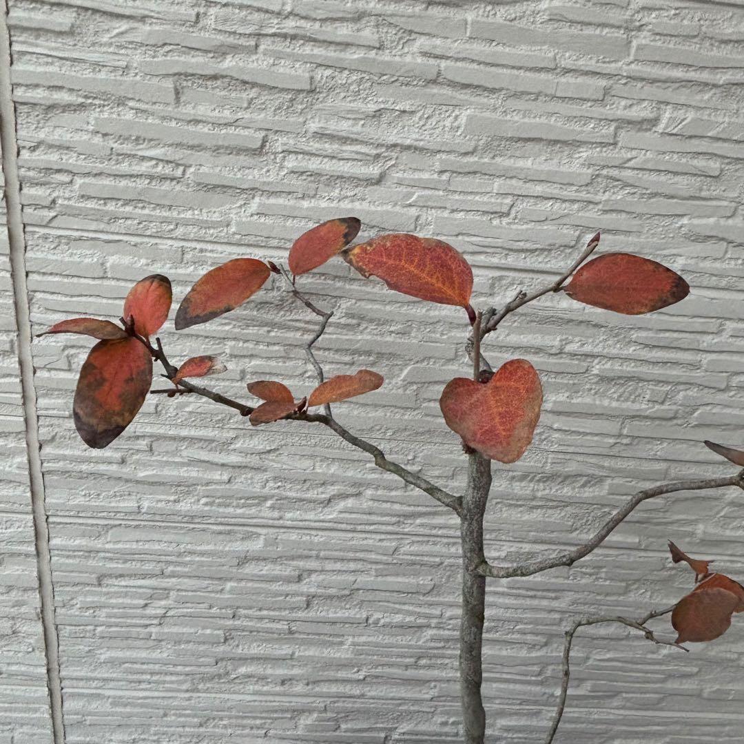 ヤマコウバシ　盆栽