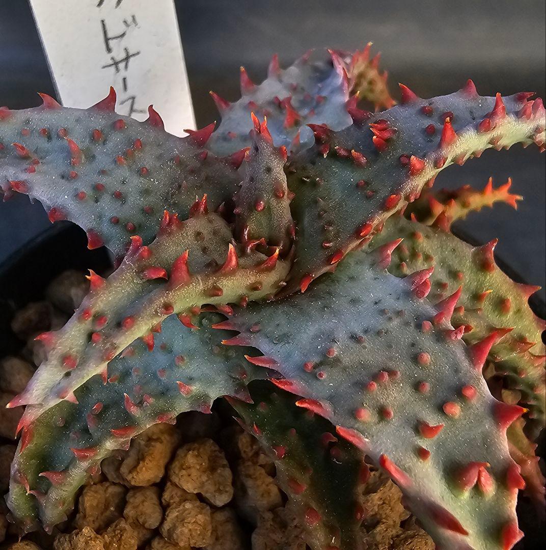 ロウルサンコさんラベル付き☆多肉植物 アロエ ブラッドサースティー