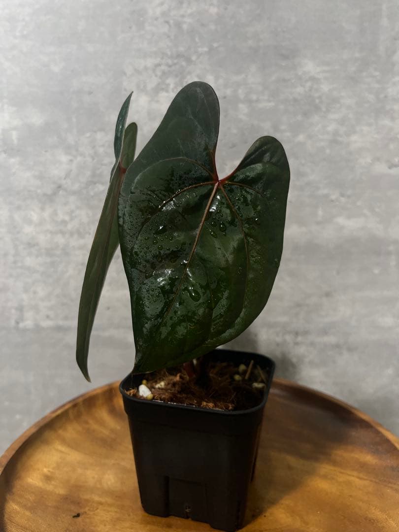 専用出品（3点まとめ）