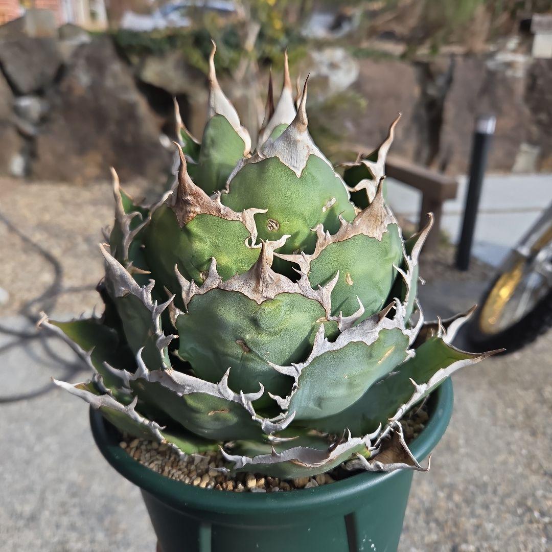 アガベ チタノタ 極上 ボールタイプ うねり