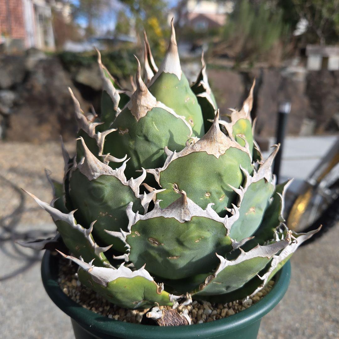 アガベ チタノタ 極上 ボールタイプ うねり