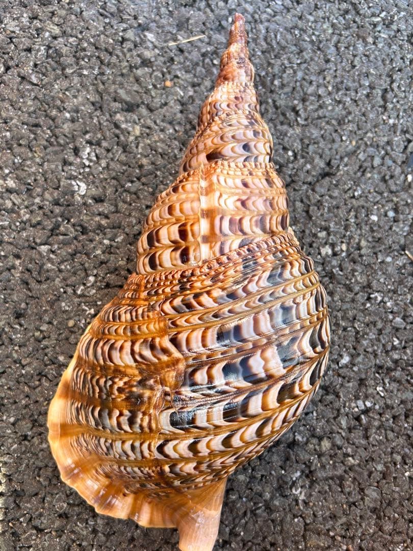 特大 39.7cm 法螺貝　蓋付