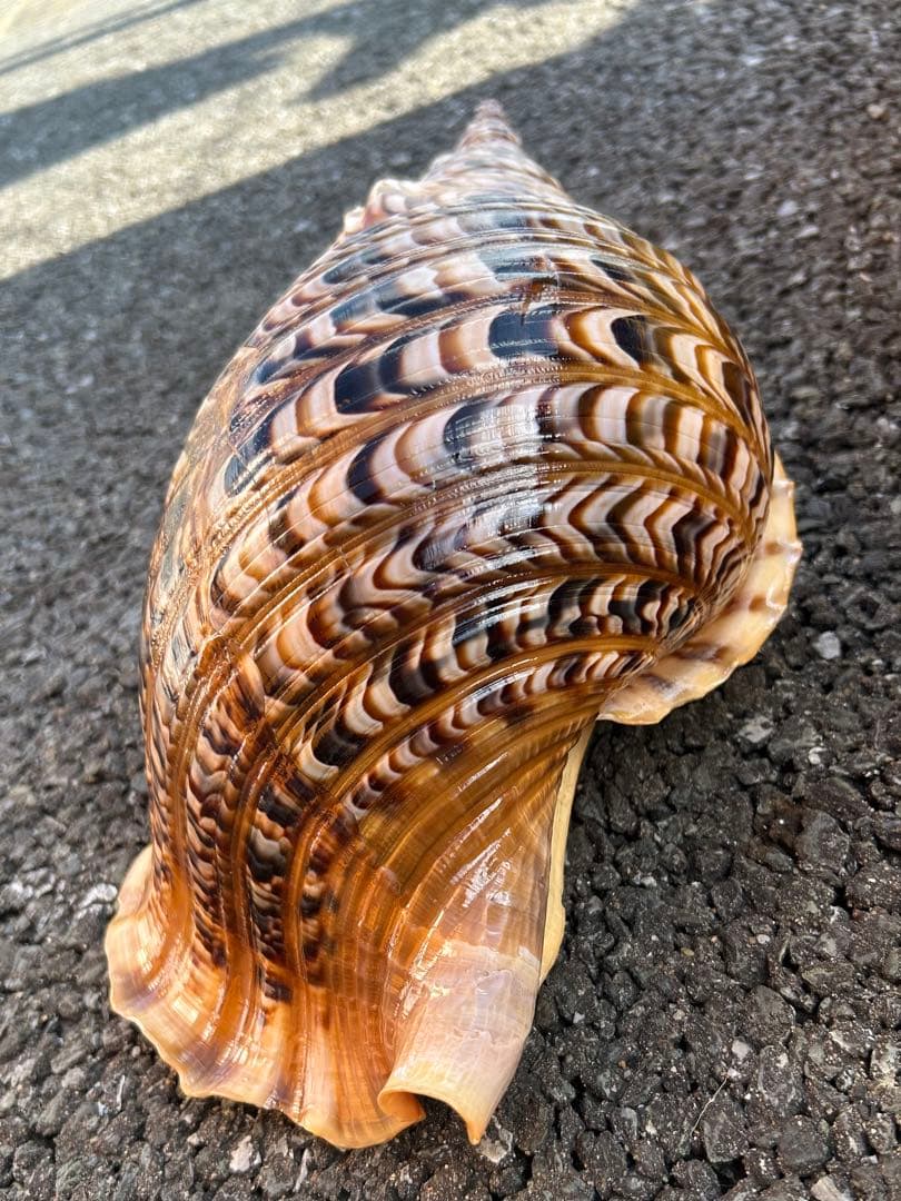 特大 39.7cm 法螺貝　蓋付