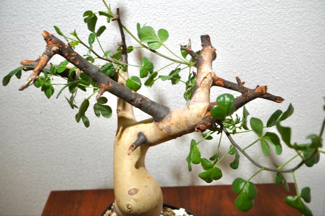 マルタ・ハフハフ　コミフォラ ピュアカタフ　ソマリア産