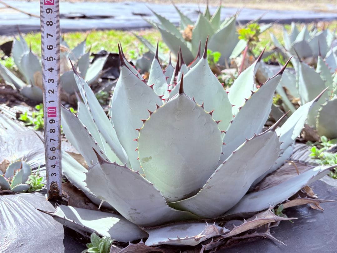 アガベ　吉祥天　子株付き