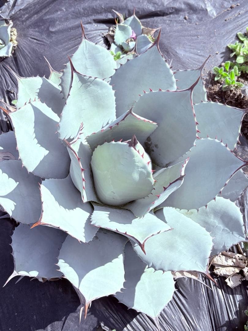 アガベ　吉祥天　子株付き