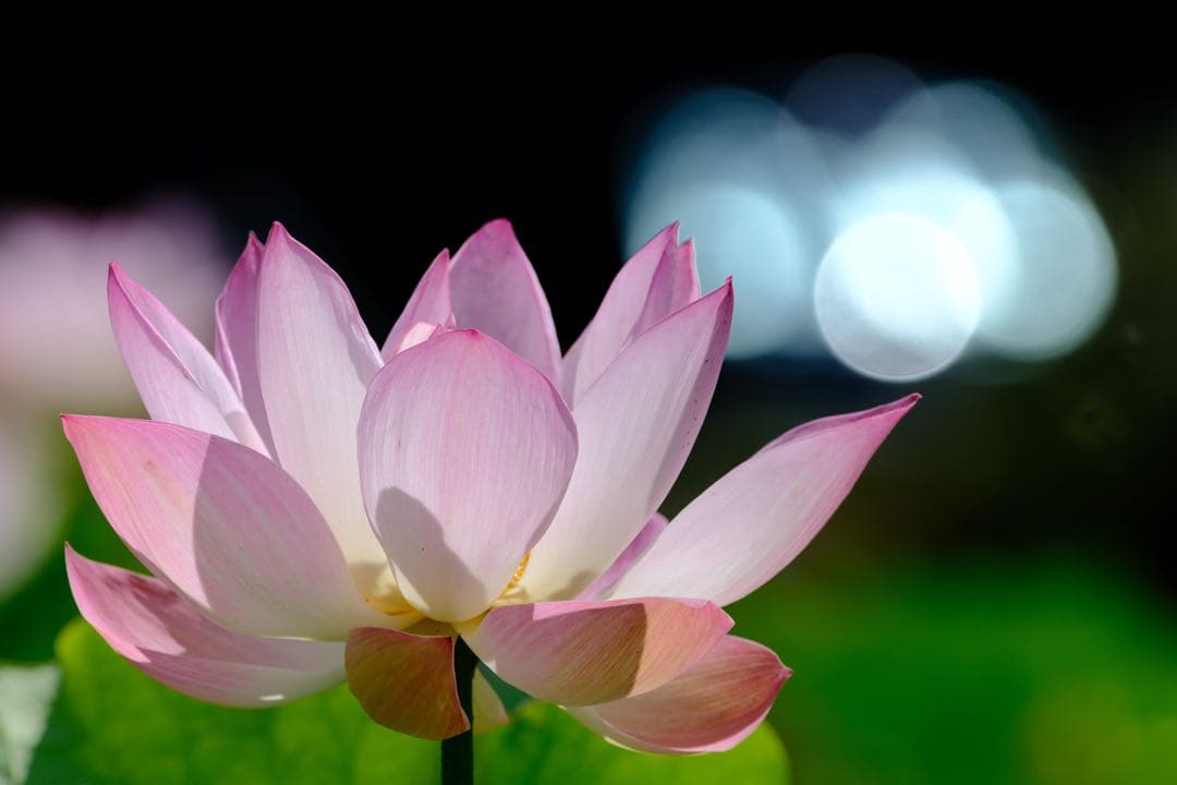 SIGMA 150-600mm F5-6.3 DG Canon EF用