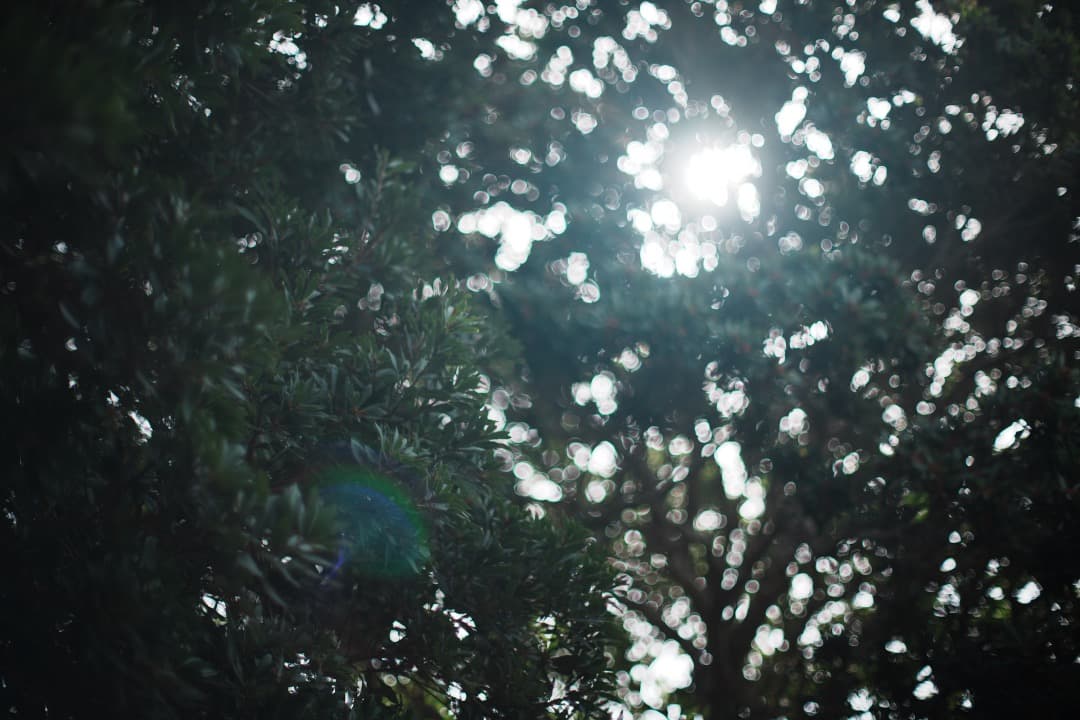 【極美品】動作◎ ニコン Ai Nikkor 50mm F1.2 980