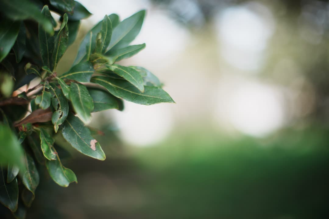 【極美品】動作◎ ニコン Ai Nikkor 50mm F1.2 980