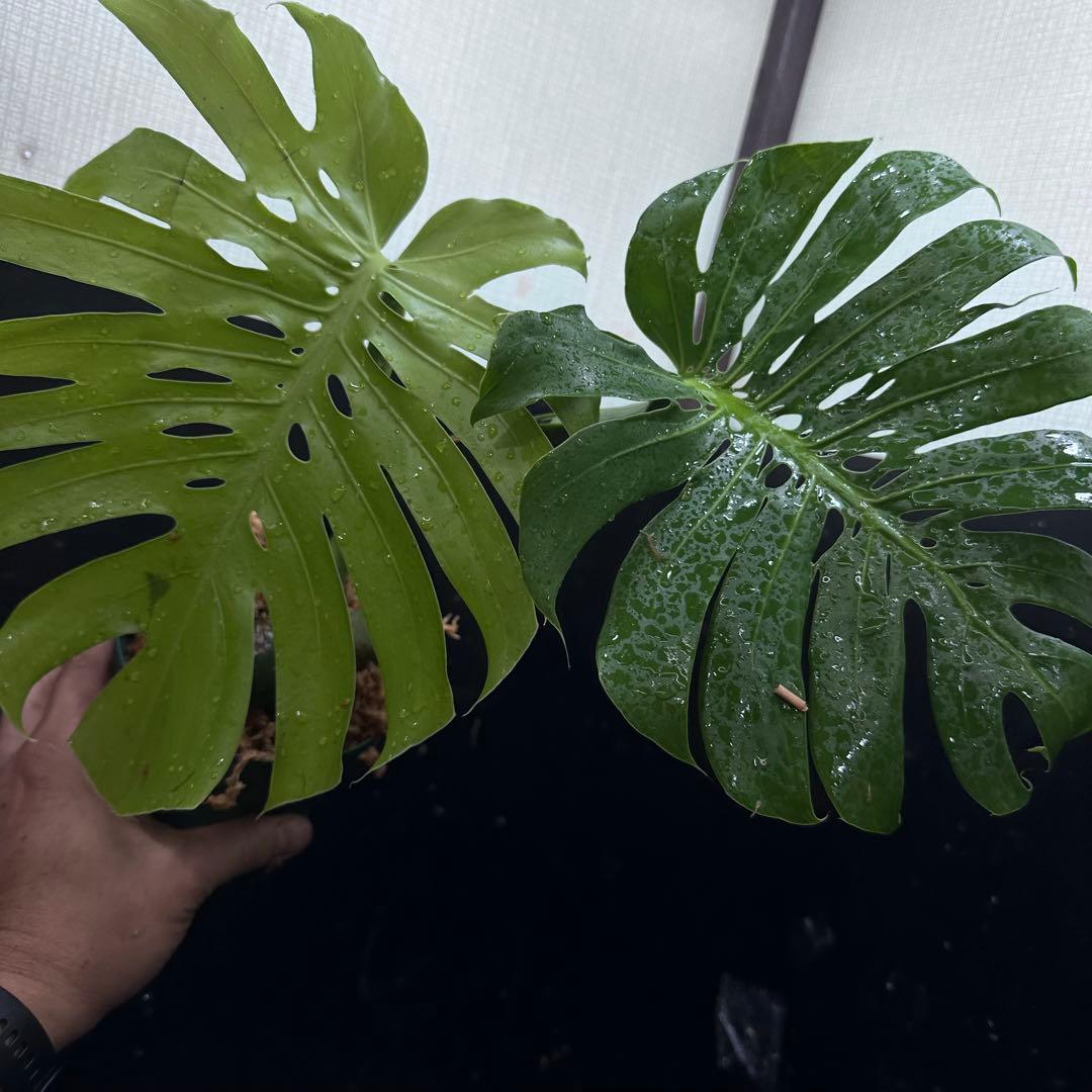 も*ぎ様 モンステラデリシオーサマクロコズム超希少系統鉢植え40㎝
