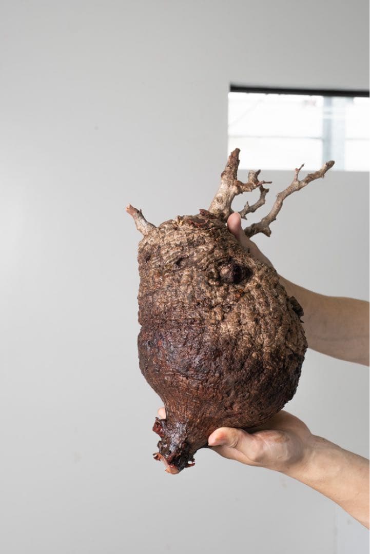 AP130 オペルクリカリア パキプス ベアルート株