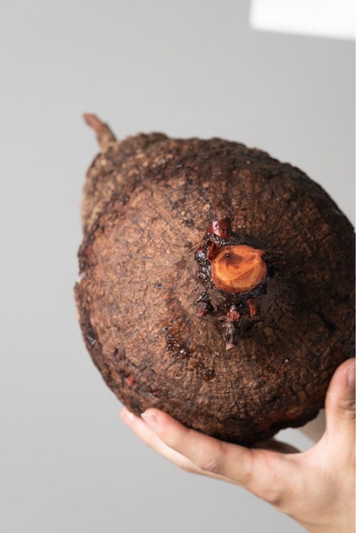 AP130 オペルクリカリア パキプス ベアルート株