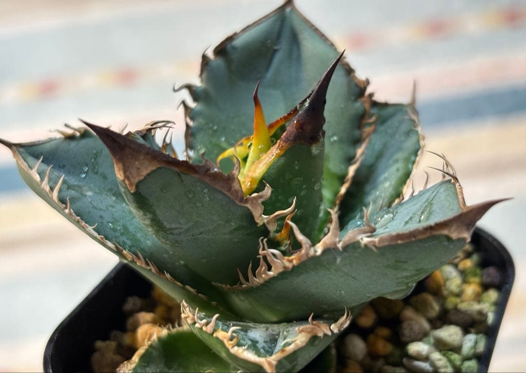 な*ち様 実生 チタノタ 検索)オアハカ スナグル オテロイ アガベ fo-07