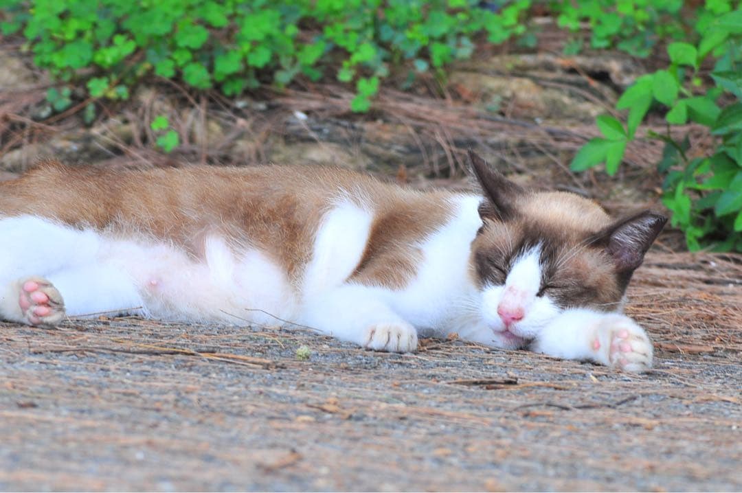 レンズ(単焦点) Tokina AT-X AF PRO 300mm f2.8 SD
