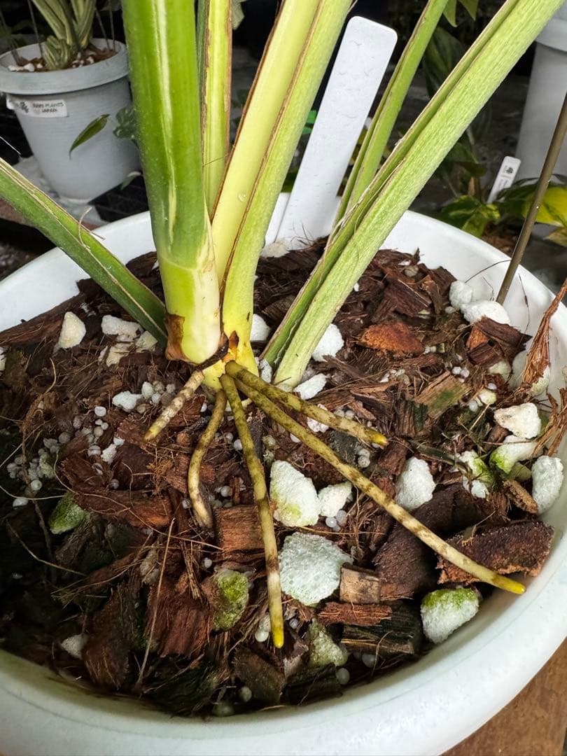 モンステラ　ボルギシアナ　x デリシオーサ　ミント　超美斑入り作品株