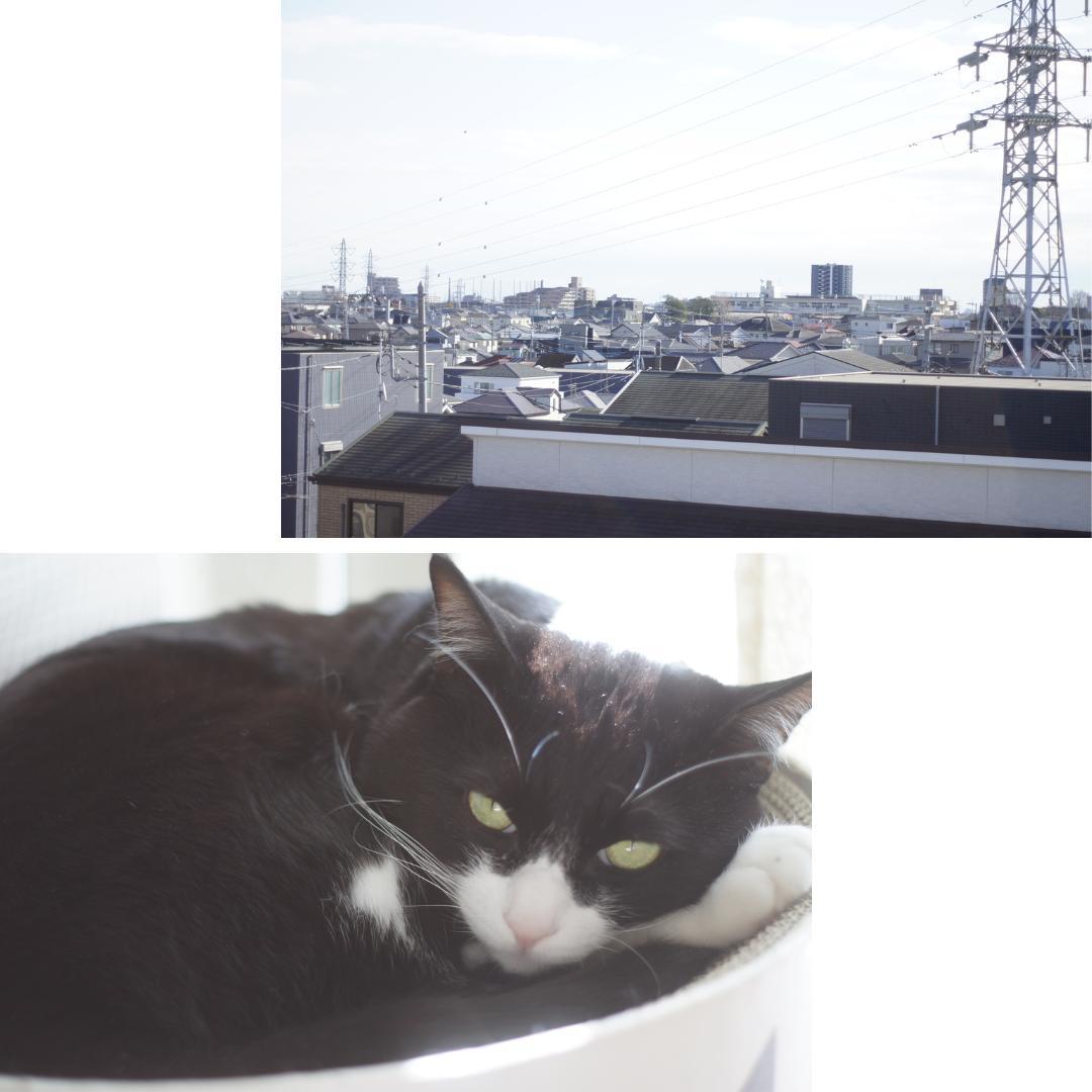 整備済 完動 Olympus OM-1 MD 黒 50mm F1.8 レンズ2本