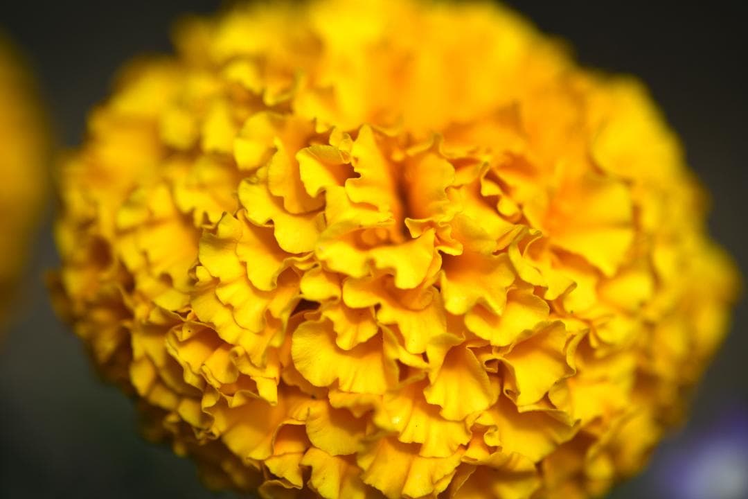 レンズ(単焦点) Nikon Ai-S Micro-NIKKOR 105mm F2.8