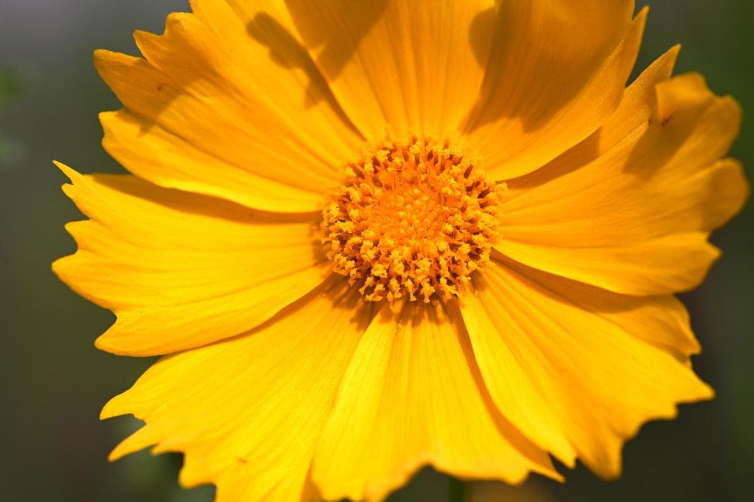 レンズ(単焦点) Nikon Ai-S Micro-NIKKOR 105mm F2.8