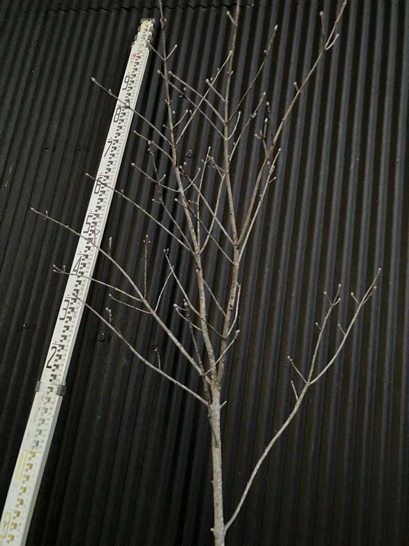 山採り　アオダモ