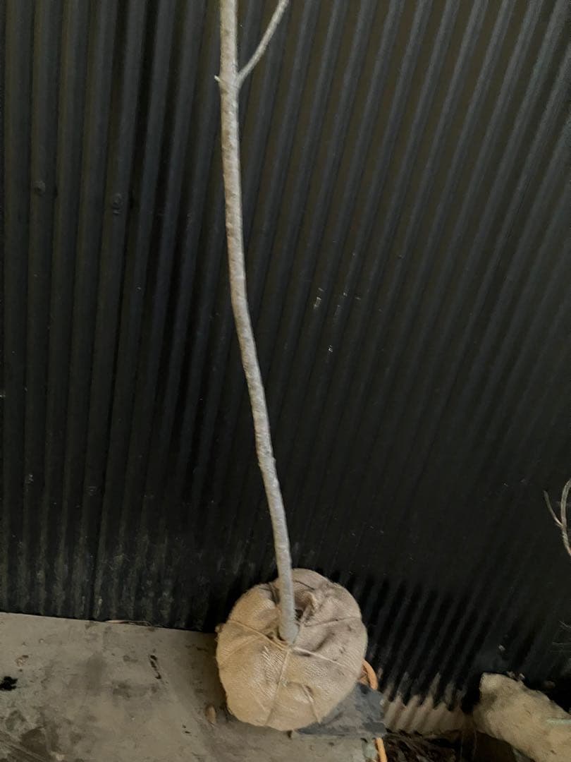 山採り　アオダモ