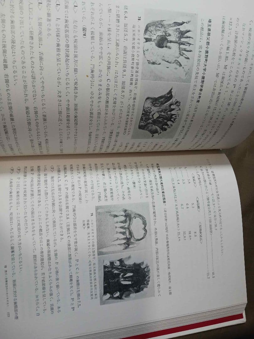 日本産狼の研究