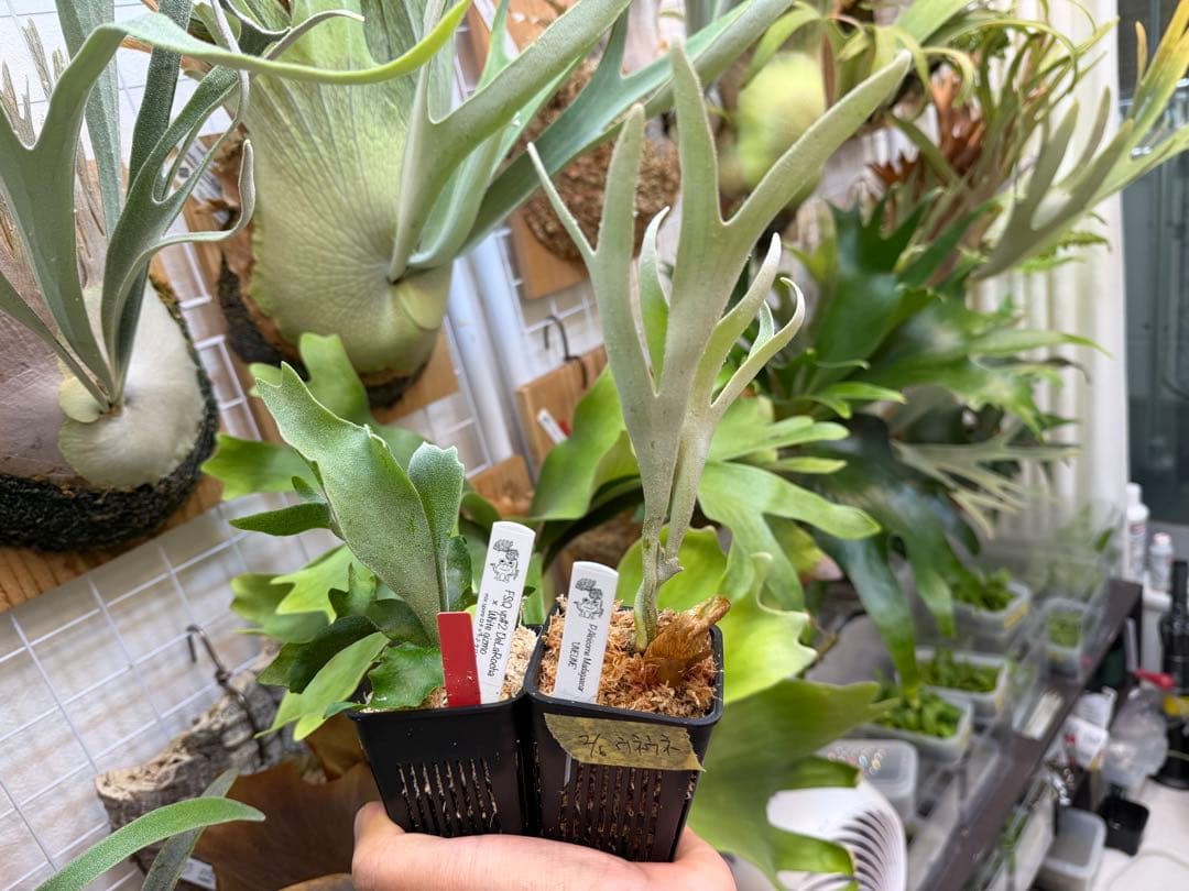 Mr.kitaro専用 vellii pup &UNEUNE pup