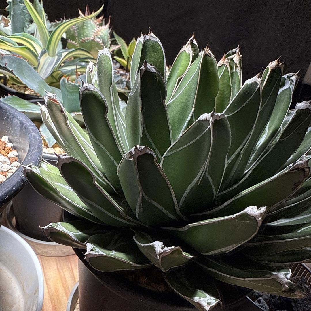 アガベ　笹の雪