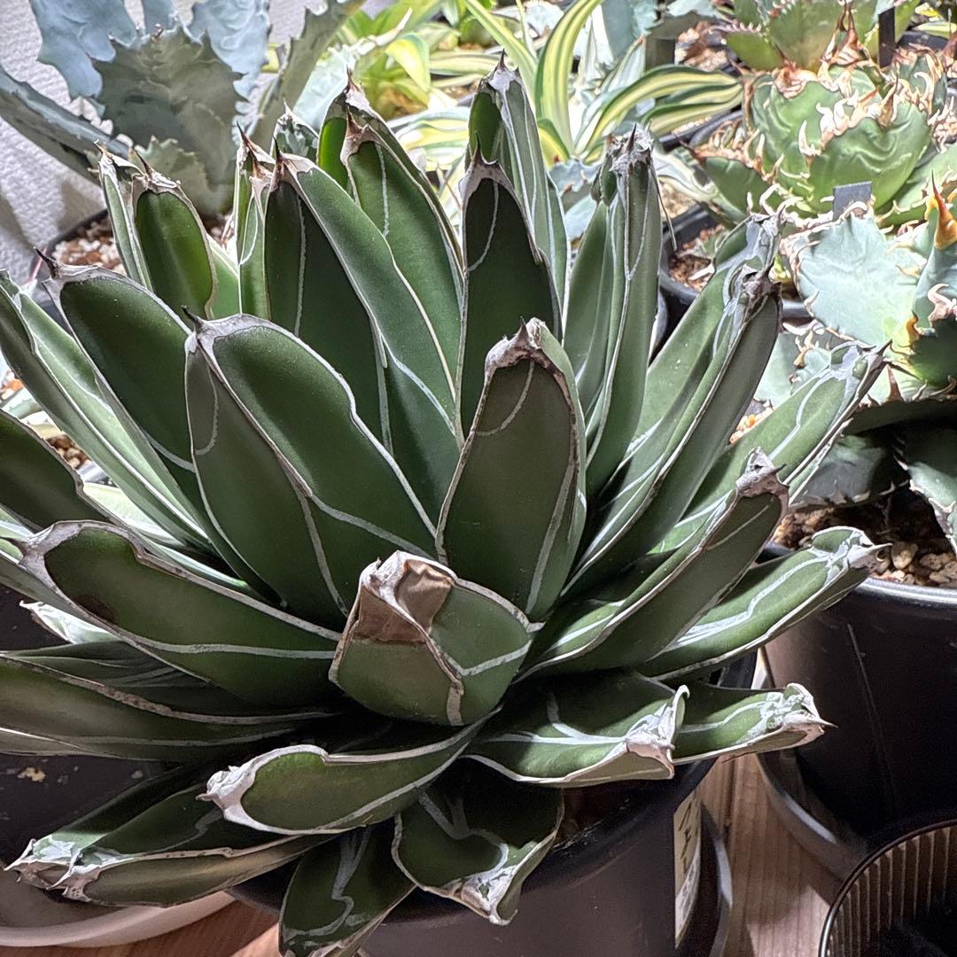 アガベ　笹の雪