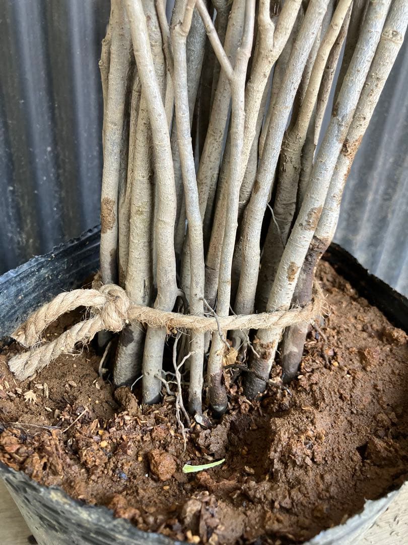 実生　ポポー　35本　接木　台木